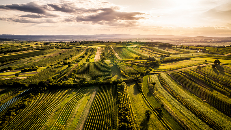 Copyrights: ©️ ÖWM/Robert Herbst Zu sehen ist die Ried Hoelzl im Weinbaugebiet Leithaberg.