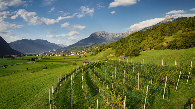 Copyrights: ©️ ÖWM/Marcus Wiesner Zu sehen ist ein Weingarten in Tarrenz im Bergland Tirol.