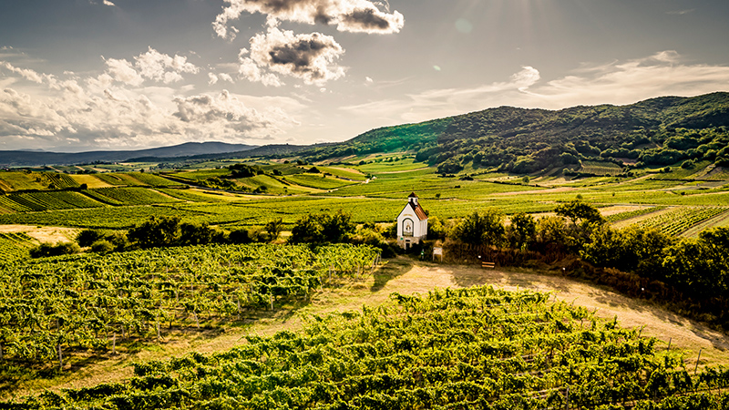 Copyrights: ©️ ÖWM/Robert Herbst Zu sehen ist die Ried Mandelhöh in Gumpoldskirchen im Weinbaugebiet Thermenregion.